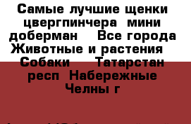 Самые лучшие щенки цвергпинчера (мини доберман) - Все города Животные и растения » Собаки   . Татарстан респ.,Набережные Челны г.